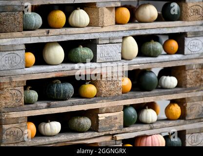 Klaistow, Allemagne. 02 septembre 2021. Plusieurs citrouilles ornementales sont alignées sur des palettes Euro avant l'ouverture de l'exposition de citrouilles sur le terrain de la ferme d'asperges et d'aventure. L'exposition s'ouvre aux visiteurs le 4 septembre et se déroule jusqu'au 7 novembre 2021. Cette année, le plus grand événement de citrouille de la région est consacré au thème de la « musique ». Au total, plus de 500 variétés de citrouilles différentes seront exposées. Credit: Monika Skolimowska/dpa-Zentralbild/dpa/Alay Live News Banque D'Images