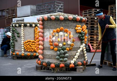 Klaistow, Allemagne. 02 septembre 2021. Deux employés travaillent sur des balles de foin décorées de citrouilles avant l'ouverture de l'exposition de citrouilles sur le terrain de la ferme d'asperges et d'aventure. L'exposition s'ouvre aux visiteurs le 4 septembre et se déroule jusqu'au 7 novembre 2021. Cette année, le plus grand événement de citrouille de la région est « Music ». Au total, plus de 500 variétés de citrouilles différentes seront exposées. Credit: Monika Skolimowska/dpa-Zentralbild/dpa/Alay Live News Banque D'Images