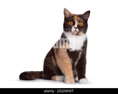 Jolie cravate au chocolat avec chat blanc de Shorthair britannique, assis face à l'avant. Regarder vers l'appareil photo avec des yeux orange vif. Isolé sur une ba blanche Banque D'Images