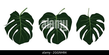 ensemble de feuilles de monstère. La conception de l'illustration du modèle vectoriel du logo de la feuille Monstera. Illustration de Vecteur