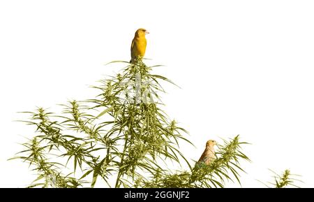 le chanvre isolé sur blanc et les oiseaux assis dessus Banque D'Images