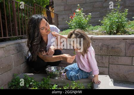 petite fille et jeune femme cueillant de la menthe fraîche ensemble. Famille. Banque D'Images