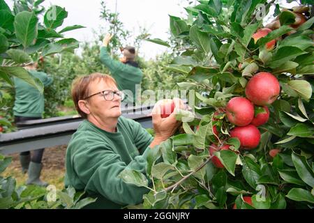 02 septembre 2021, Brandebourg, Werder/OT Glindow: Les travailleurs de la récolte de Pologne cueilstar pommes au début officiel de la récolte de pommes de Brandebourg à Havelfrucht GmbH. Photo: Soeren Stache/dpa-Zentralbild/dpa Banque D'Images