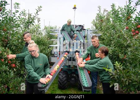 02 septembre 2021, Brandebourg, Werder/OT Glindow: Les travailleurs de la récolte de Pologne cueilstar pommes au début officiel de la récolte de pommes de Brandebourg à Havelfrucht GmbH. Photo: Soeren Stache/dpa-Zentralbild/dpa Banque D'Images