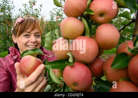 02 septembre 2021, Brandenburg, Werder/OT Glindow: Arbre de fleurs queen Tami cueille des pommes de la variété Rubinette au début officiel de la récolte de pommes de Brandebourg à Havelfrucht GmbH. Photo: Soeren Stache/dpa-Zentralbild/dpa Banque D'Images