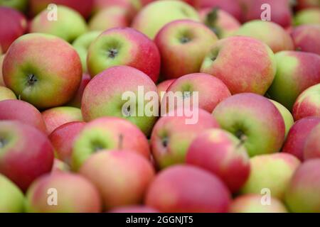 02 septembre 2021, Brandenburg, Werder/OT Glindow: Les pommes de la variété Elstar se trouvent dans une caisse à Havelfrucht GmbH après le début officiel de la récolte des pommes de Brandebourg. Photo: Soeren Stache/dpa-Zentralbild/dpa Banque D'Images