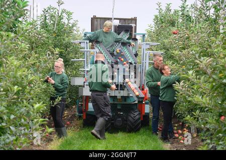 02 septembre 2021, Brandebourg, Werder/OT Glindow: Les travailleurs de la récolte de Pologne cueilstar pommes au début officiel de la récolte de pommes de Brandebourg à Havelfrucht GmbH. Photo: Soeren Stache/dpa-Zentralbild/dpa Banque D'Images