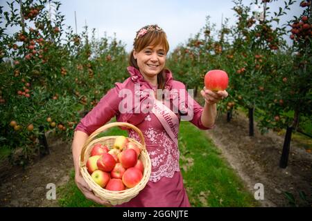 02 septembre 2021, Brandebourg, Werder/OT Glindow: Arbre de fleurs queen Tami se dresse entre pommiers avec un panier de pommes au début officiel de la récolte de pommes de Brandebourg à Havelfrucht GmbH. Photo: Soeren Stache/dpa-Zentralbild/dpa Banque D'Images