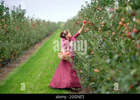 02 septembre 2021, Brandenburg, Werder/OT Glindow: Arbre de fleurs queen Tami cueille des pommes de la variété Rubinette au début officiel de la récolte de pommes de Brandebourg à Havelfrucht GmbH. Photo: Soeren Stache/dpa-Zentralbild/dpa Banque D'Images