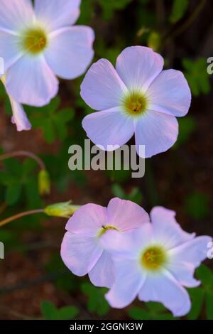 Namaqualand fleurit au printemps Banque D'Images