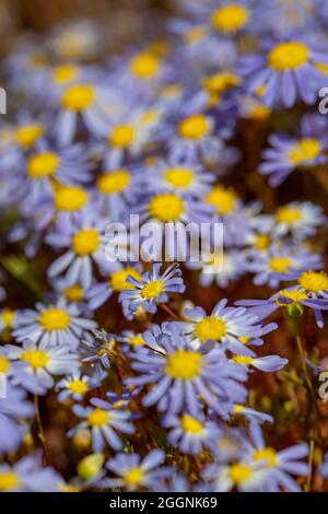 Felicia Amelloides Namaqualand Blue pâqueries Banque D'Images