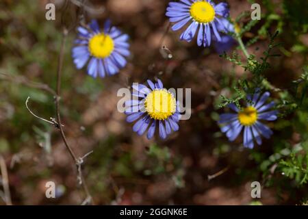 Felicia Amelloides Namaqualand Blue pâqueries Banque D'Images