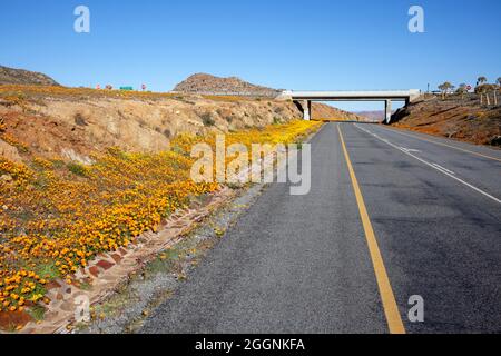 Pont et pâquerettes, N7 et R355, Springbok, Namaqualand, Cap Nord Banque D'Images