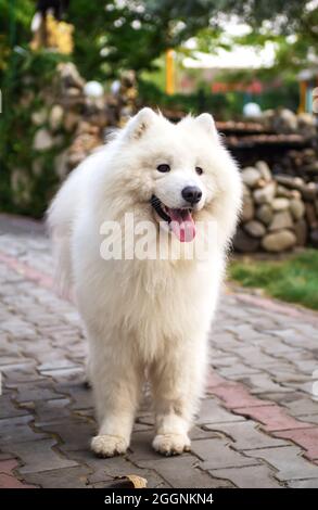 Le chien blanc (Husky, Bjelkier, Sammy, Laika, Spitz) se trouve sur un sentier de parc. Animal de compagnie extérieur ludique. Longueur totale. Chien de traîneau du Nord, compagnon Banque D'Images