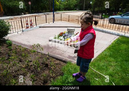 La petite fille arrose les plants de tomates et de poivrons dans leur jardin avec un tuyau de jardin. Sélectif Focus. Banque D'Images