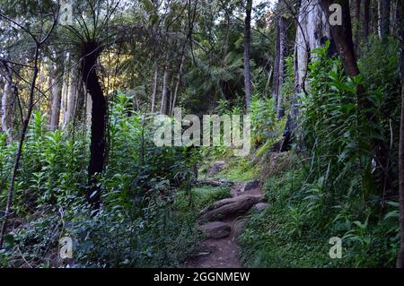 Promenade en ruines du château dans les Blue Mountains Banque D'Images