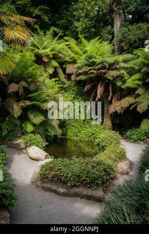 La piscine Koi dans les spectaculaires jardins subtropicaux de Trebah dans les Cornouailles. Banque D'Images