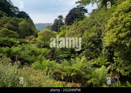 Le spectaculaire jardin subtropical de Trebah dans les Cornouailles. Banque D'Images