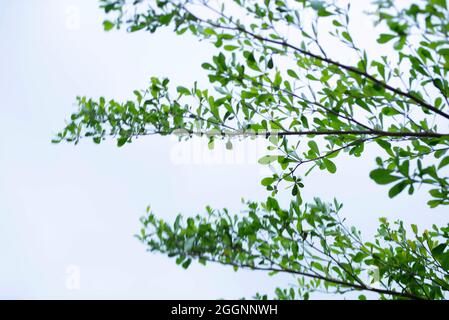 cadre feuille vert avec ciel bleu et fond nuages blancs, peut être utilisé comme fond d'écran Banque D'Images