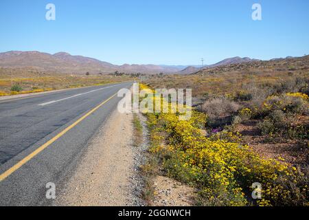 Fleurs le long de la N7 en passant par Springbok, Namaqualand, Northern Cape Banque D'Images