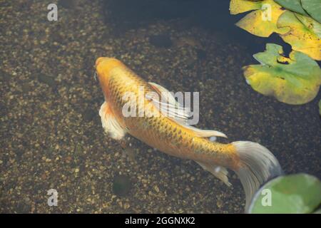 Poissons d'or dans l'étang. Le poisson nage sous l'eau. Étang décoratif à poissons avec des écailles dorées. Banque D'Images