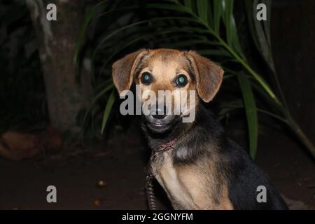 Portrait d'un chien dans la nuit. Chien brun et noir. Banque D'Images