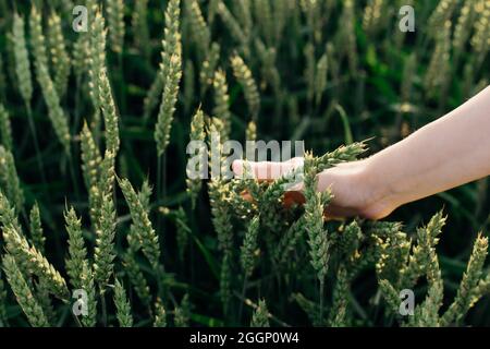 Champ de blé vert et céréales pour femmes. Beauté et santé. Soins du visage et du corps. Ingrédients dans l'industrie des cosmétiques. Soins capillaires Natural cos Banque D'Images