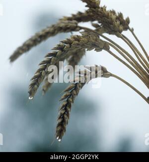 Oreilles mûres de blé d'hiver des gouttes dans la pluie sur une journée d'été humide Banque D'Images