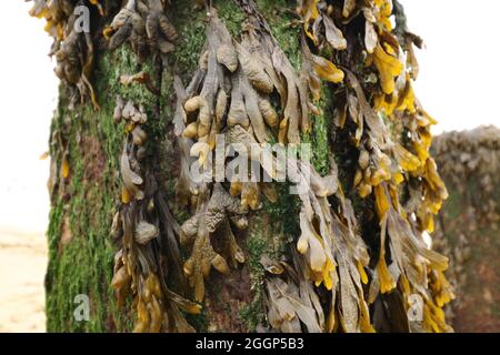 Râtelier en spirale jaune et marron ou algues fucus spirales fixées à la tige moussy le jour de la fête. Photo de haute qualité Banque D'Images