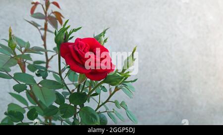Gros plan de la fleur rouge sur une rose de jardin croissant dans un jardin de roche avec un mur de ciment blanc en arrière-plan. Banque D'Images