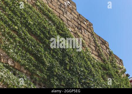 Végétation et verger plantes et vignes naturelles sur le mur de l'ancien bâtiment contre le ciel. Banque D'Images