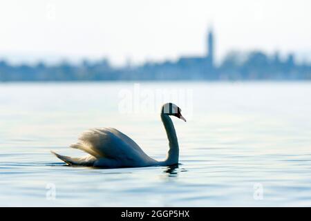 Betrieb einer Schwimtt auf dem Bodensee, mit unscharfer Silhouette der Stadt Romanshorn im hintergrund, Kanton Thurgau, Schweiz Banque D'Images