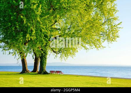 Sizbänke unter growsem Silber-Ahorn Baum am Ufer des Bodensees BEI Arbon im Thurgau, Schweiz Banque D'Images