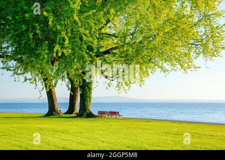 Sizbänke unter growsem Silber-Ahorn Baum am Ufer des Bodensees BEI Arbon im Thurgau, Schweiz Banque D'Images