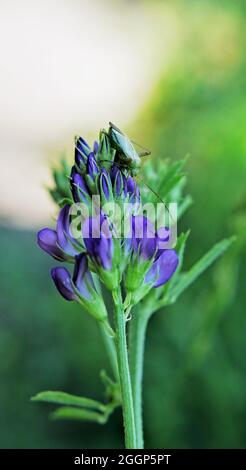 Gros plan d'un insecte vert qui repose sur les fleurs violettes d'une plante de luzerne qui pousse au bord d'un sentier de randonnée. Banque D'Images