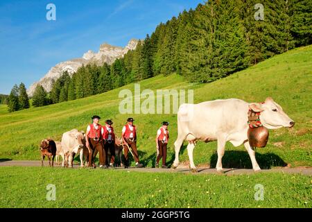 Alpaufzug bei Lutertanten vor dem Alpsteinmassif mit Säntis im Bergfrühling, Kanton St. Gallen und Appenzell, Suisse Banque D'Images