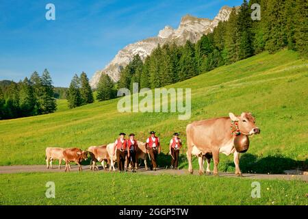 Alpaufzug bei Lutertanten vor dem Alpsteinmassif mit Säntis im Bergfrühling, Kanton St. Gallen und Appenzell, Suisse Banque D'Images