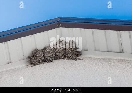 Le nid d'oiseau se balance sous le toit de la maison contre le ciel bleu. Banque D'Images