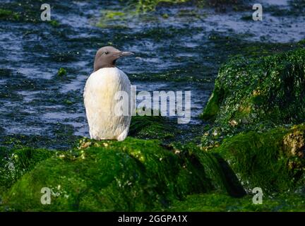 Un Guillemot de Brünnich (Uria aalge) s'est retrouvé coincé dans un bassin marécagaire peu profond. Florence, Oregon, États-Unis. Banque D'Images