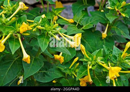 Marvel of Peru, quatre heures de fleurs (mirabilis jalapa) Banque D'Images