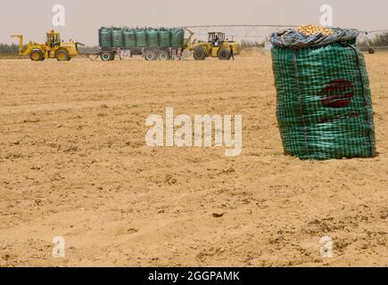 ÉGYPTE, Farafra, culture de pommes de terre dans le désert, récolte à United Farms, les grands champs sont irrigués par des systèmes d'irrigation à cercle pivot, l'eau souterraine fossilifère de grès nubien est pompée à partir de puits de 1000 mètres de profondeur / AEGYPTEN, Farafra, United Farms, Kartoffelanbau in der Wueste, Verladung nach der Ernte Lauf, Die kreisrunden Felder werden mit pivot Kreisbewaesserungsanlagen mit fossitem Grundwasser des Nubischer Sandstein-Aquifer aus 1000 Meter tiefen Brunnen bewaessert Banque D'Images