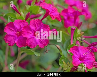 Fleur miracle en fleurs, mirabilis jalapa Banque D'Images