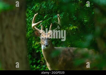 Un mâle de cerf de Virginie (Odocoileus virginianus) Buck avec de grands bois qui se déplacent à travers la forêt dans le Michigan, États-Unis. Banque D'Images