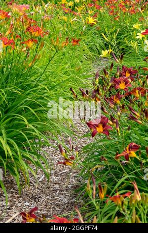 Jardin de naylys chemin Hemerocallis entre les plantes, bordure de jardin Daylily bordant les fleurs Banque D'Images