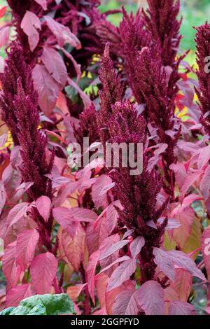 Amaranthus croentus 'Velvet T's'.Prince's Feather 'Velvet T's'. Violet amaranth 'Velvet T'ss'. Airanthe rouge « rideaux en velours » Banque D'Images