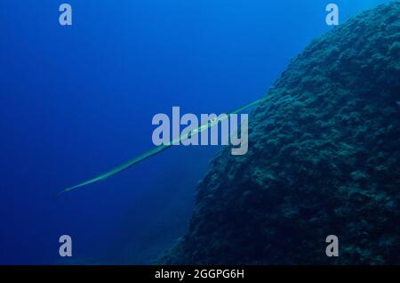 Fistularia commersonii, Gatter Flötenfisch, cornetfish bleuté, Rhodos, Grèce, Mer Méditerranée, Griechenland, Mittelmeer Banque D'Images