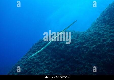 Fistularia commersonii, Gatter Flötenfisch, cornetfish bleuté, Rhodos, Grèce, Mer Méditerranée, Griechenland, Mittelmeer Banque D'Images