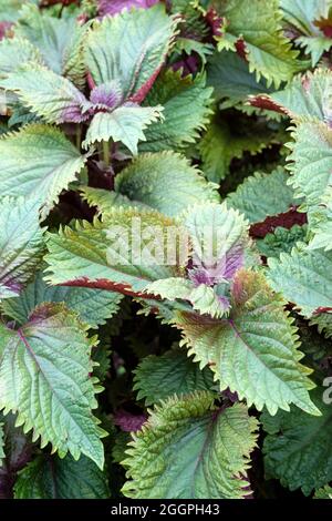 perilla shiso britton, Perilla Shiso, feuilles bicolores utilisées comme plante avégable, herbe japonaise Banque D'Images