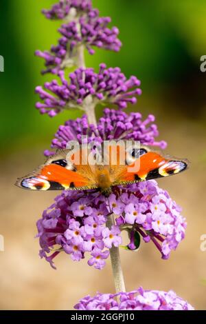 Peacock papillon Inachis io Aglais io sur fleur Buddleja Flutterby Lavender Banque D'Images