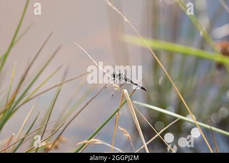 Black Darter Dragonfly, Timble ings Banque D'Images